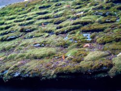 Roof over Village Stocks Wallpaper