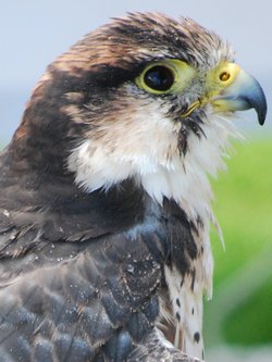 Falconry display at Trevarno
