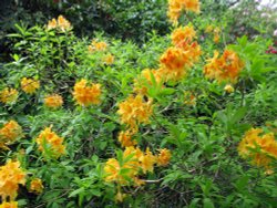 Charborough Estate. Wallpaper