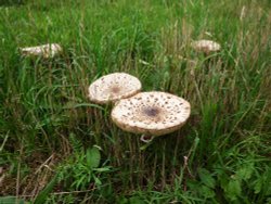 Fungi in the Churchyard Wallpaper