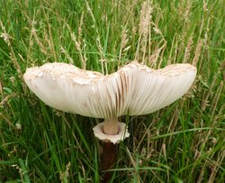 Turned up  Fungi Wallpaper