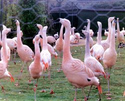 What a snooty lot with their noses in the air.