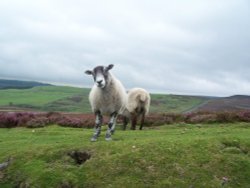 Yorkshire dales Wallpaper