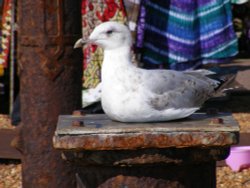 A sitting duck? Not quite.