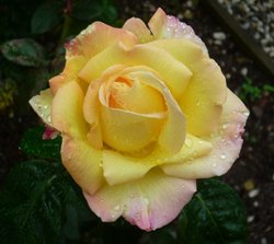 Beautiful Rose Wallpaper