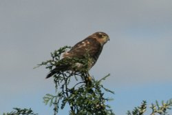 1 Sparrowhawk. Wallpaper