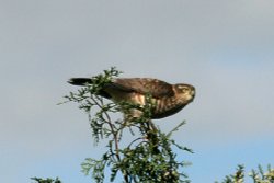 2 Sparrowhawk. Wallpaper