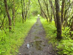 Forest of Kielder Water Wallpaper
