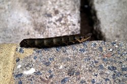 Caterpillar. Wallpaper