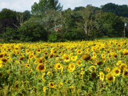 A field of Sunflowers Wallpaper