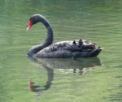 Otterhead lakes Wallpaper