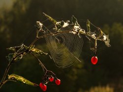 New morning Wallpaper