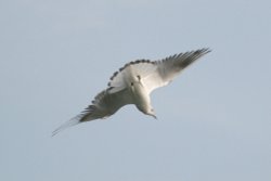 Juvenile Black Head Gull. Wallpaper