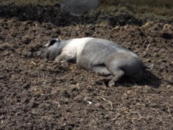 Being happy Wallpaper