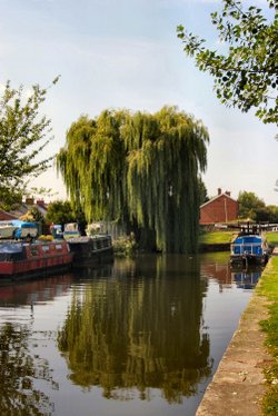 Willow Reflection.