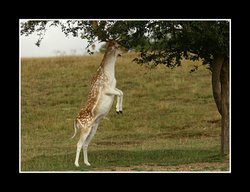 Jump to it Deer