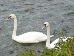 Just passing through. Wallpaper