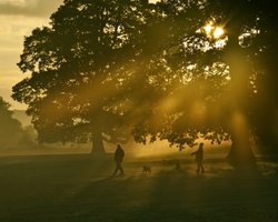 Mote Park at Dawn Wallpaper