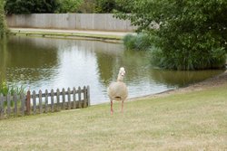 Lake`s guest Wallpaper