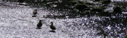Ducks on the Weir