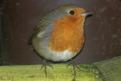 Here I am again. Wallpaper