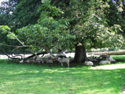 In the shade Wallpaper