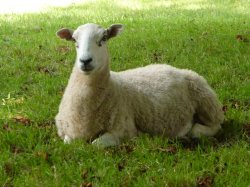 Photogenic Wallpaper