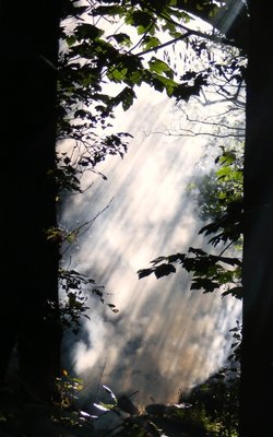 Smoke, trees, sunlight...