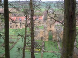 Through the trees on the hillside Wallpaper