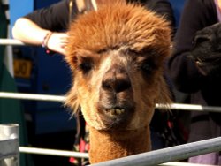 Smile for the camera Wallpaper