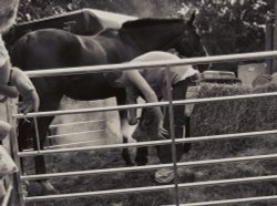 Country life Wallpaper