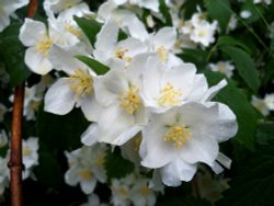 Philadelphus (Mock Orange) at Otterhead July 2010