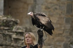 Bird of prey Wallpaper