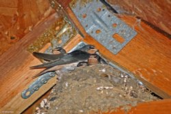 Stour Valley Summer Wallpaper