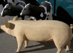 Farm animals on Picket duty outside an Asda Store in Wheatley Wallpaper