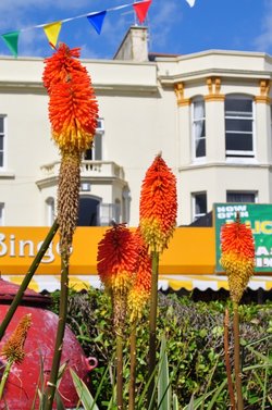 Red Hot Pokers