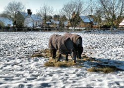 Well cared for Horses in Winter Snow