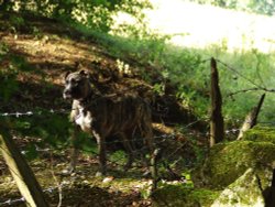 Cotswold freedom Wallpaper