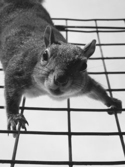 Poser