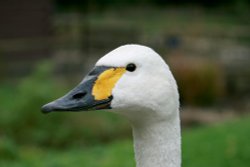 Bewick's Swan.