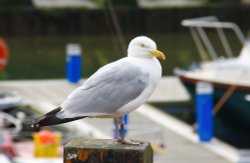 Gull in Scarborough