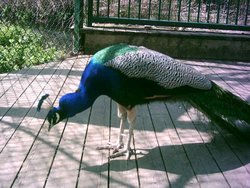 Birmingham Botanical Gardens in Bloom - Part 6 Wallpaper