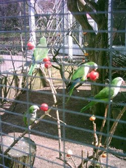 Birmingham Botanical Gardens in Bloom - Part 12