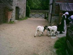 Stratford upon Avon - Mary Arden's Farm - Part 12