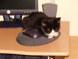 Cat and Mouse.