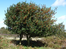 Quantock Hills Wallpaper