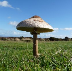 Quantock Hills Wallpaper