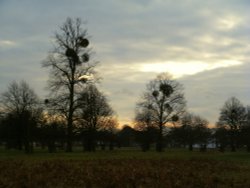 Bushy Park near Hampton Court