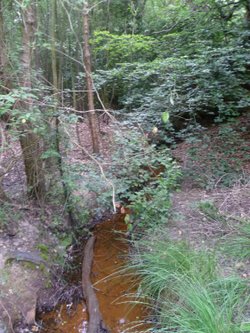 Stream in Woods, Broadstone Walk, Ashdown Forest
