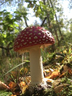 Another Fly Agaric